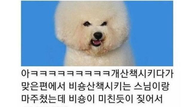 비숑이 짖는 이유