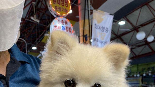 술먹는데 모르는 아저씨가 강아지 보여주고 감