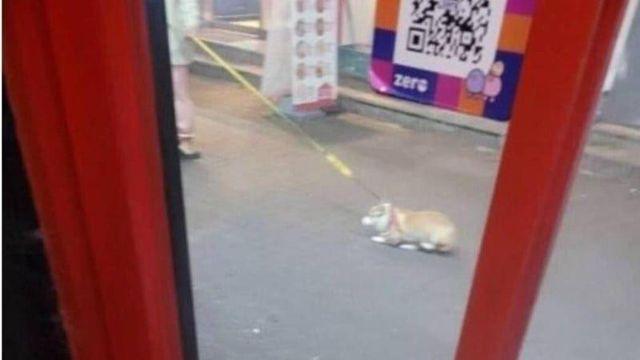 고깃집 앞에서 주인과 싸운 강아지