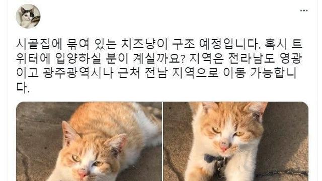 고양이 밖에 내놓으면 안되는 이유