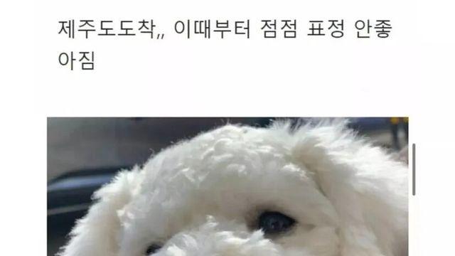 강아지와의 제주도 여행 후기.jpg