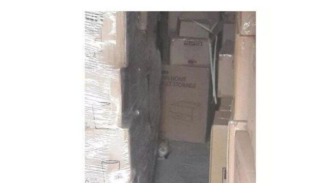 회사 창고에서 주운 고양이