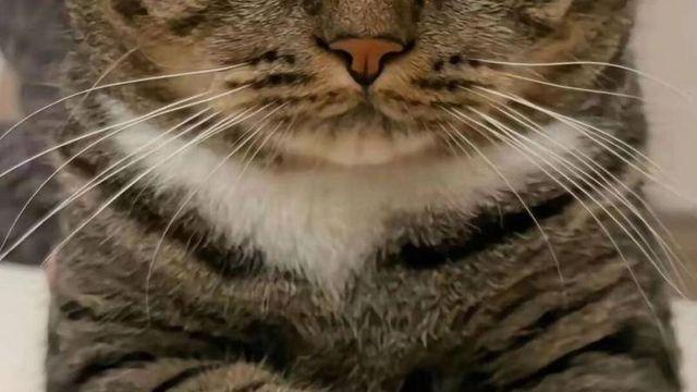 찹쌀떡 같은 고양이 발