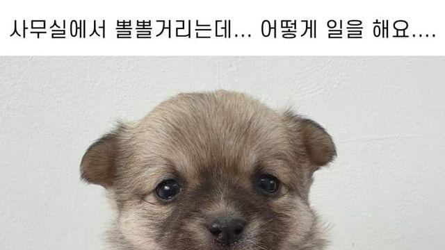 사무실에 있는, 댕댕이들...