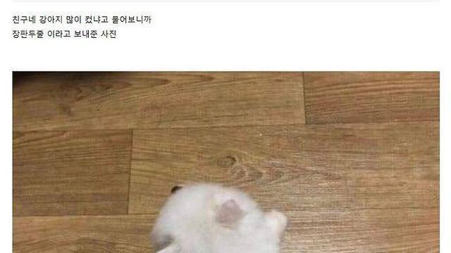 강아지 성장 체크하는 법