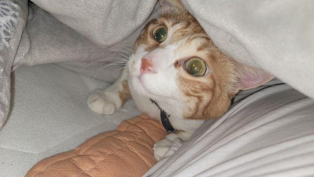 고양이 7년간 키우면서 처음이다...