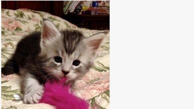 어느 고양이의 급성장