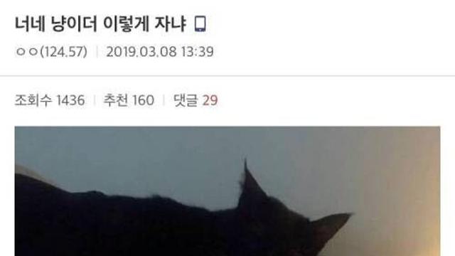 너네 냥이도 이렇게 자냐?.jpg