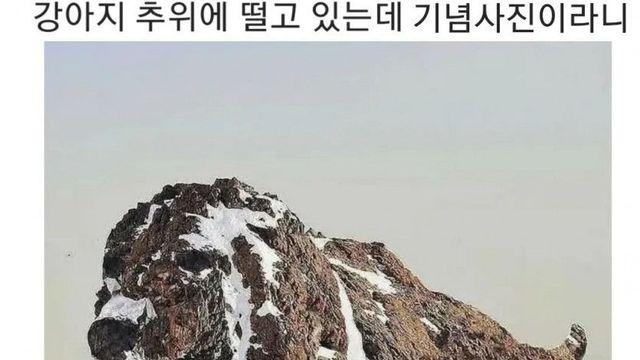 싸늘하게 죽은 강아지를 기념 사진 찍는 나쁜놈