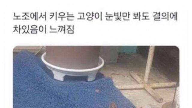 노조에서 키우는 고양이