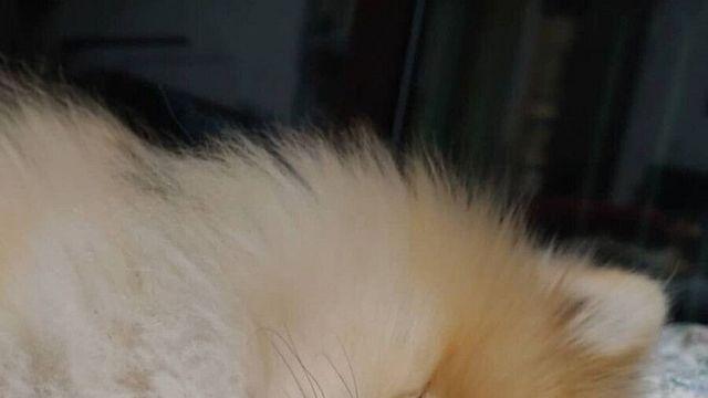 하루에 목욕 2번 해서 삐진 댕댕이.jpg