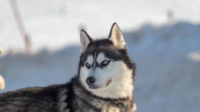 집 지키라고 데려왔더니 지나가는 사람한테 애교부리는 댕댕이
