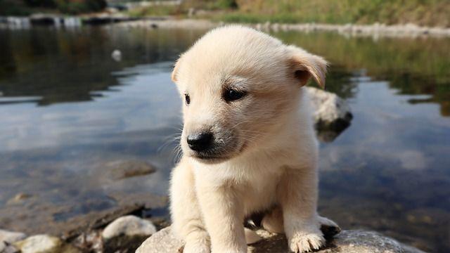 삶은계란 먹고 눈물흘리는 댕댕이