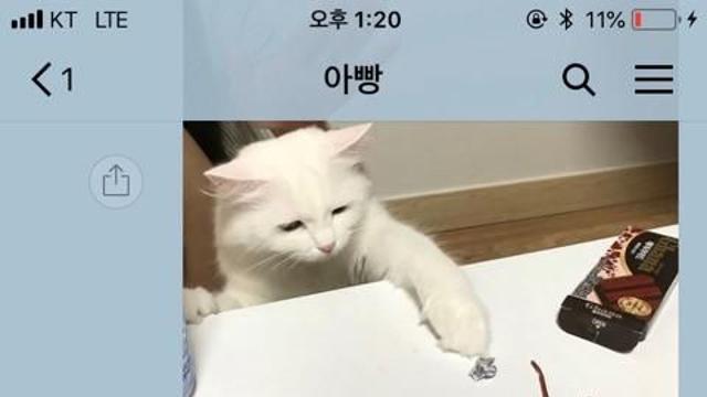 고양이 키우면 갖다 버리겠다던 아빠 근황 ㅋㅋㅋ