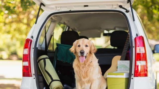 반려견을 여행에 데려가는 가이드