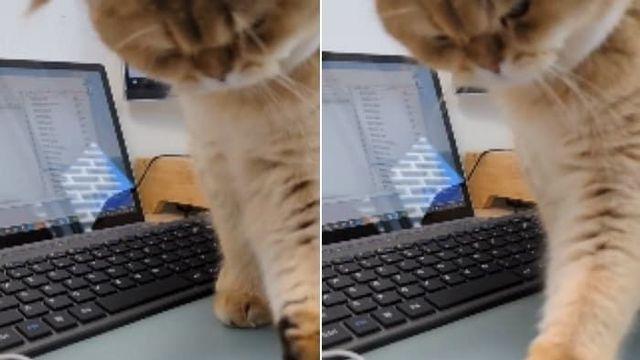 고양이가 자신이 사람이 아닌줄 처음 깨달은 순간