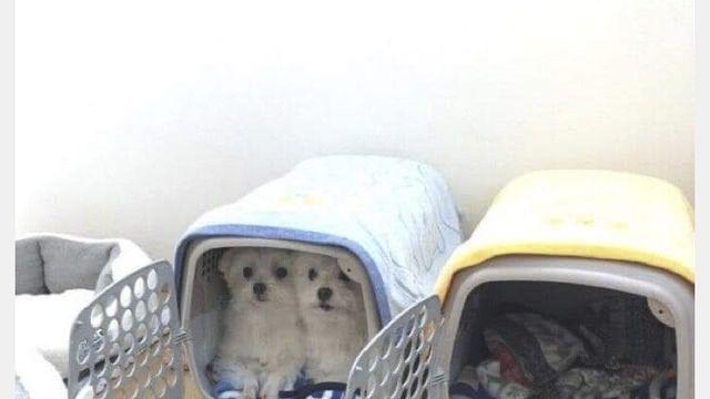 강아지들끼리 싸우지 말라고 2개씩 샀는데.jpg