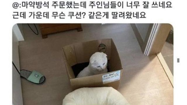 냥이가 선택한 방석