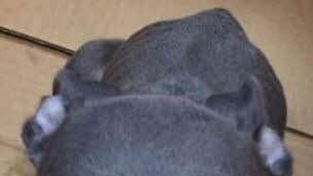 닭똥같은 '눈물'흘린 강아지