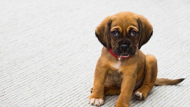 강아지의 만행에 복수하는 법