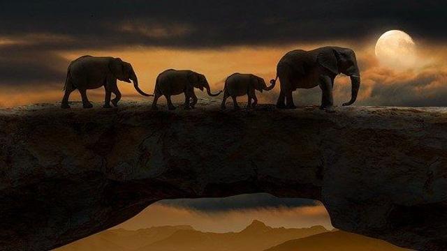 강아지를 코끼리로 개조한 끔찍한 실험