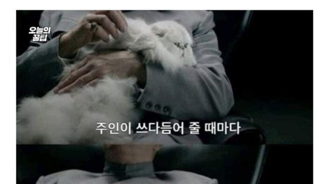 고양이를 쓰다듬으면 나타나는 놀라운 효과.jpg