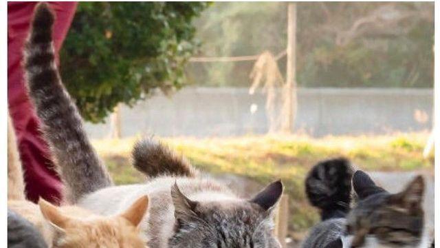 그냥 누가 봐도 대장 고양이 그 자체