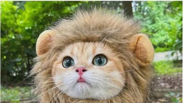 고양이 사자 갈기 후기