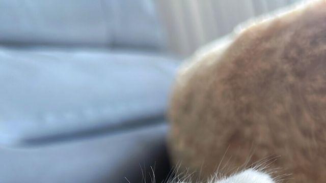 잠 안오지? 우리집 고양이 발바닥 한번 보고 가