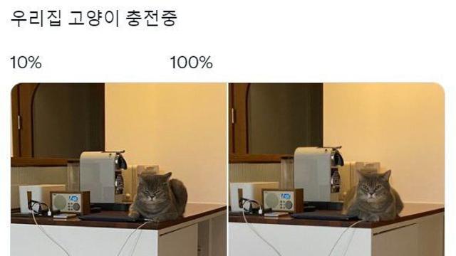 고양이 충전 전과 후 차이