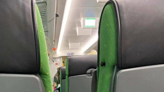 뒷자리 아저씨가 신기한 아기 고양이.jpg