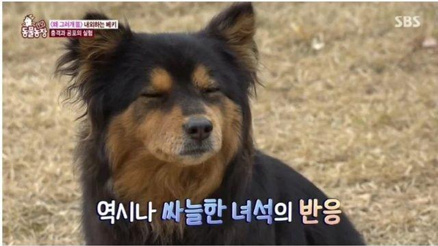 강아지가 '부탁이야 그만해' 할 때 짓는 표정