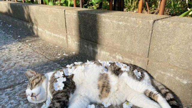 길거리에 꿀잠 자던 고양이의 최후.JPG