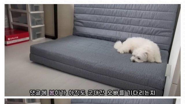 오빠 군대간 줄 모르고 밤새 기다리던 강아지네 오빠 드디어 첫 휴가