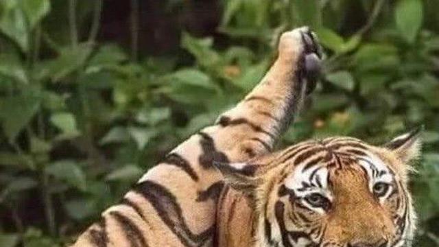 호랑이가 큰 고양이인 이유 한장 요약