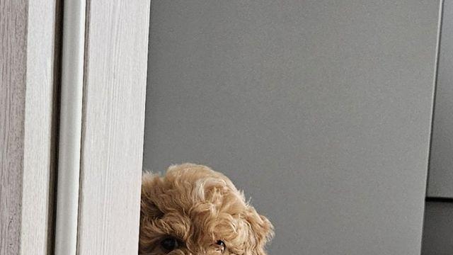 강아지 사기분양 당한것 같다는 디시인