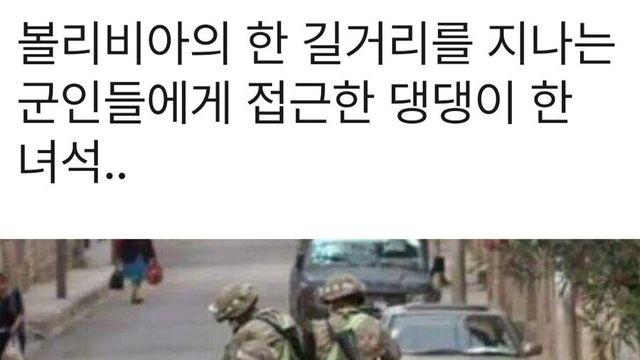 군인들에게 접근한 강아지의 최후