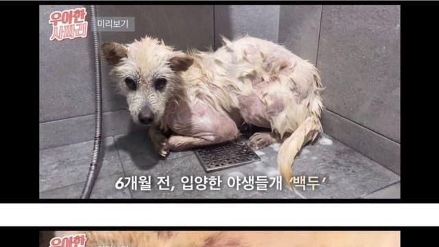 야생 들개 사회화 시키기
