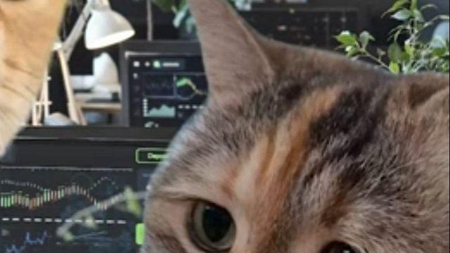 최근 쇼츠에 나오는 고양이밈의 고양이 정체