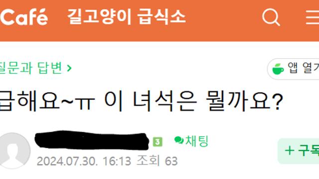 길고양이만 생명이라는 캣맘 마인드
