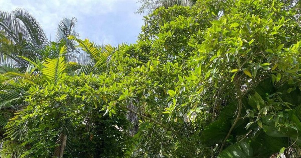 탄탄한 몸매 해변 비키니 강민아