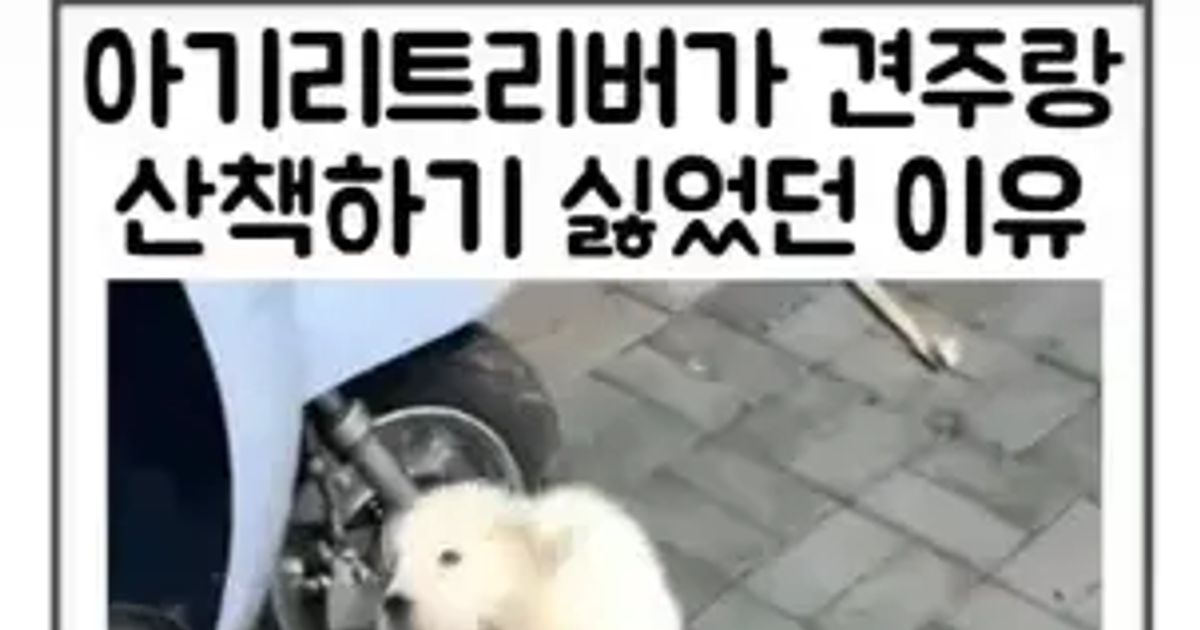아기리트리버가 쭈인님이랑 산책가기 싫었던 이유