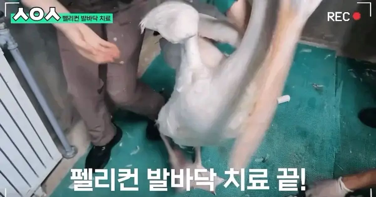 펠리컨 치료해주고 후드려 맞는 에버랜드 수의사ㅋㅋㅋㅋ