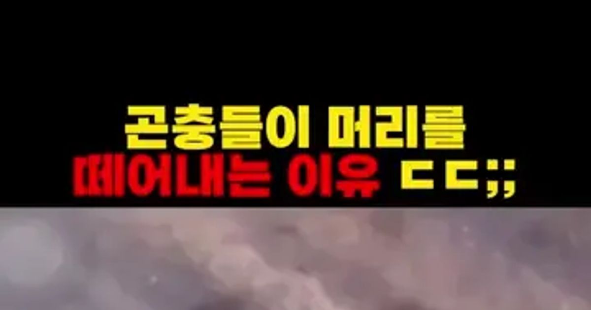 스스로 자신의 머리를 때어내는 곤충등