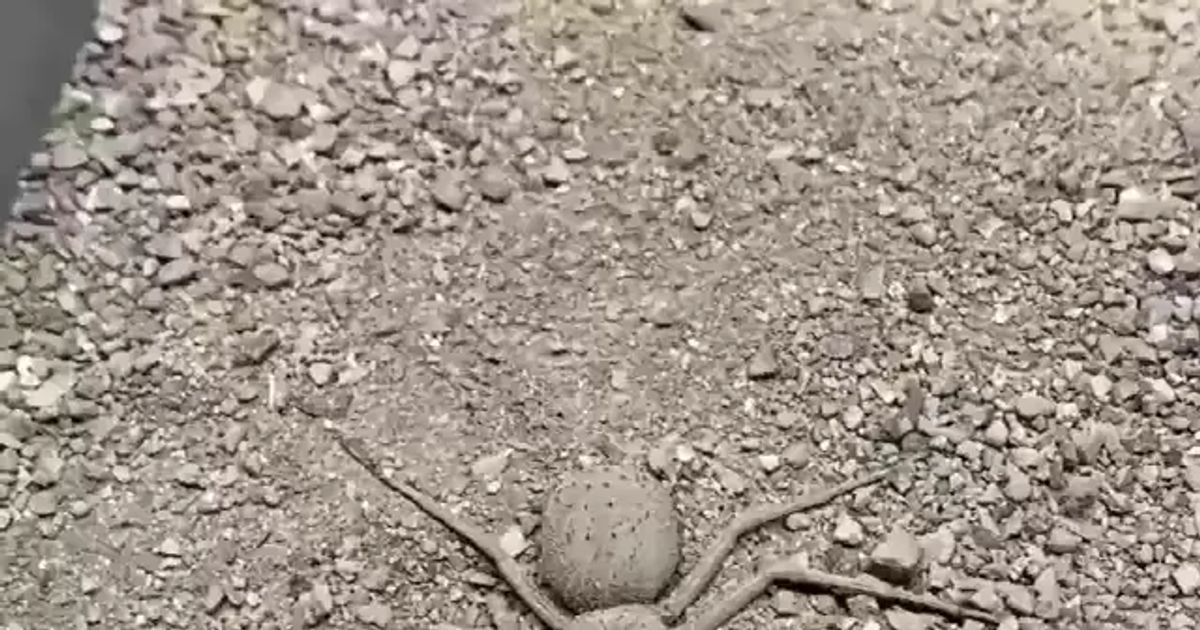 땅속에 숨는거미