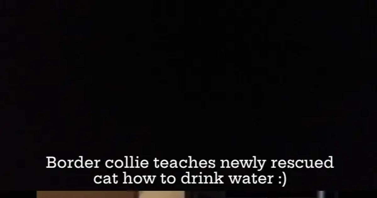 보더콜리가 새로 구조된 고양이에게 물마시는 법을 알려줍니다.