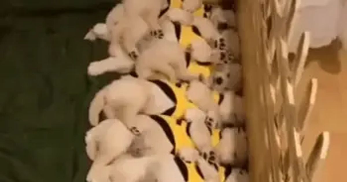 같은 유전자의 힘