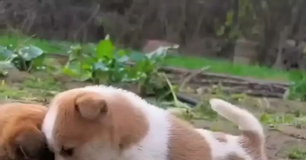 사나움주의) 뼈다귀가지고 싸우는 강아지들