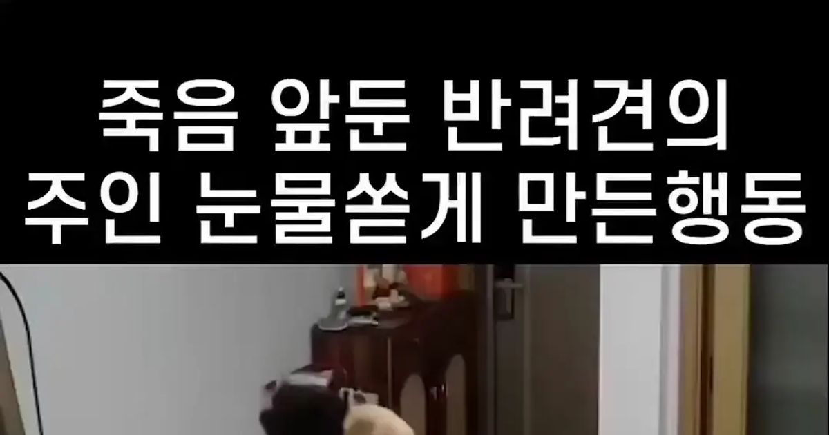 죽기 전 강아지가 가는 곳.