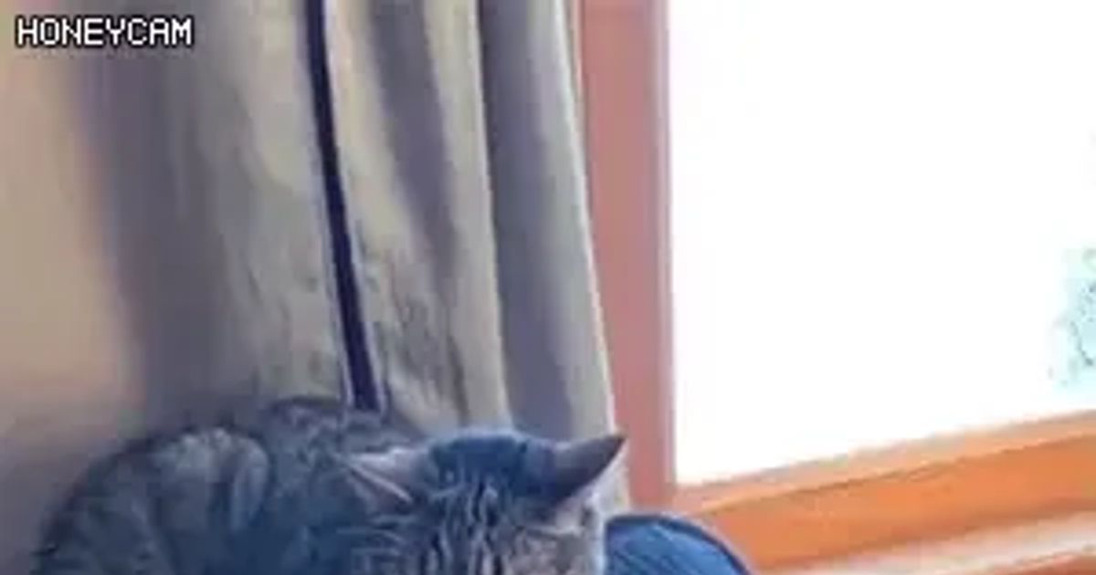 냥이의 이상한 약점